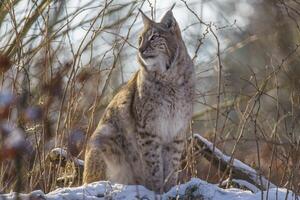 1 handsome lynx in snowy winter forest photo