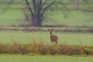 one beautiful deer doe standing on a meadow in autumn photo