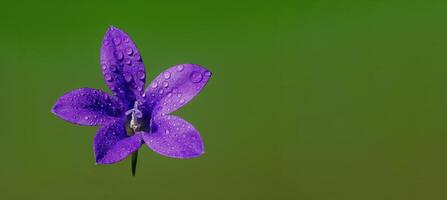 a soft flower blossom in a nature garden photo