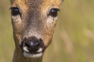 one colorful portrait of a beautiful deer doe photo