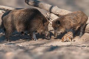 wild boar family in a deciduous forest in spring photo