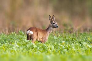 one beautiful doe doe standing on a green field in spring photo