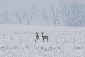 one group of deer in a field in winter photo