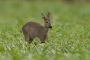 one beautiful doe doe standing on a green field in spring photo