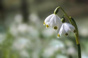 a soft flower blossom in a nature garden photo