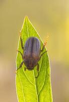 June bug sits on a green leaf photo