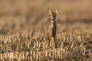 one beautiful deer doe standing on a harvested field in autumn photo