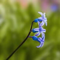 a soft flower blossom in a nature garden photo