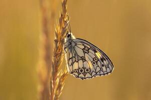 butterfly sits on a wheat ear photo