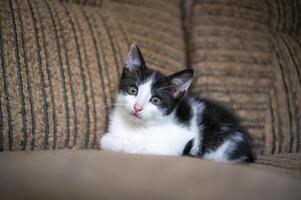 young cute kitten curiously looks at the camera photo