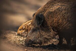 wild boar family in a deciduous forest in spring photo