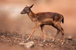 one young red deer doe stands in a forest photo