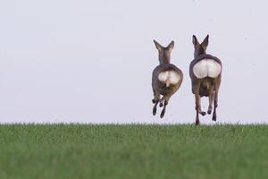 a group of deer in a field in spring photo