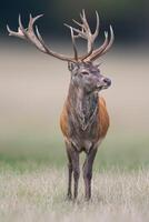uno hermoso rojo ciervo dólar soportes en un prado foto