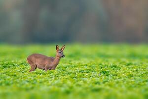 one beautiful doe doe standing on a green field in spring photo