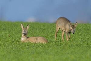 a group of deer in a field in spring photo