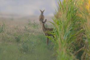 one Roe deer doe with young at a corn field in summer photo