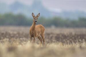 one beautiful deer doe standing on a harvested field in autumn photo