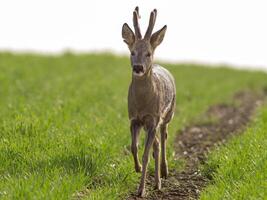 one young roebuck stands on a green field in spring photo