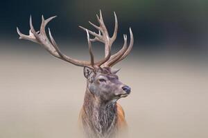 one portrait of a pretty red deer buck photo