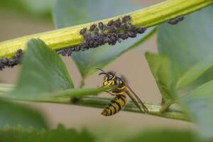 wasp sits on a leaf and nibbles honeydew from aphids photo