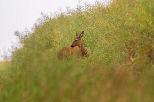 uno hermosa ciervo gama soportes a un verde violación campo en verano foto