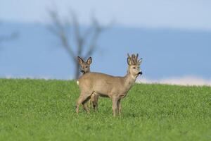 a group of deer in a field in spring photo