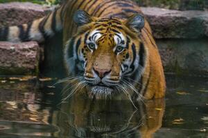 one handsome young tiger goes into the water for bathing photo