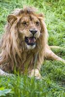 one beautiful strong male lion lies in the grass and roars photo