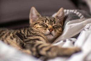 young cute kitten is very relaxed and sleeping photo