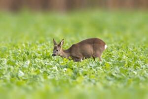 one young roebuck stands on a green field in spring photo