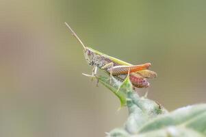 a grasshopper sits on a thistle photo