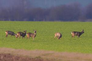 a group of deer in a field in spring photo