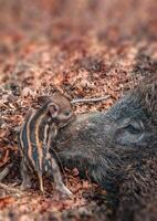 wild boar family in a deciduous forest in spring photo