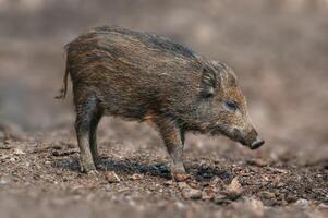 a wild boar in a deciduous forest in autumn photo