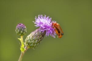 2 red bugs are sitting on a purple thistle flower photo