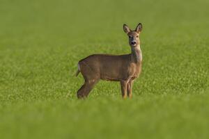 one beautiful doe doe standing on a green field in spring photo