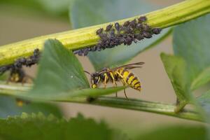 wasp sits on a leaf and nibbles honeydew from aphids photo