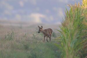 one young roebuck looks out of a cornfield in summer photo