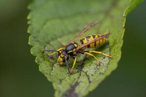 wasp sits on a leaf and nibbles honeydew from aphids photo