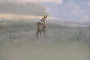 uno hermosa hueva ciervo gama soportes en un prado en verano foto