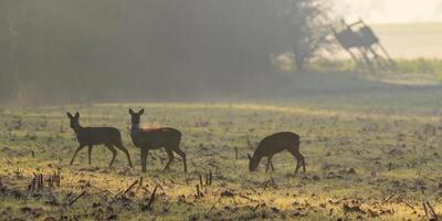 group of roe deer in a field in autumn photo