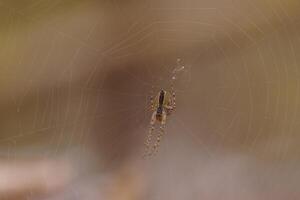 little spider builds her web photo