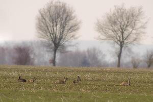 group of roe deer in a field in autumn photo