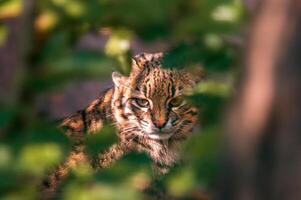 un joven bonito adulto gato mira relajado a el cámara foto