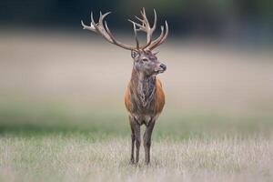 one handsome red deer buck stands in a meadow photo