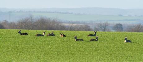 a group of deer in a field in spring photo