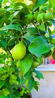 Digital painting style representing an unripe lime plant photo