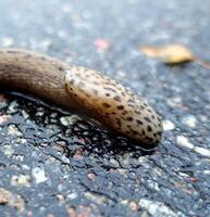 a giant gardenslug quiet strip at the edge of the forest photo