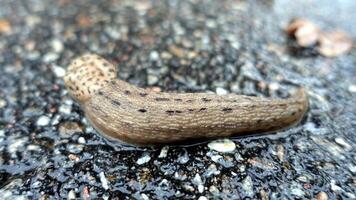 a giant gardenslug quiet strip at the edge of the forest photo